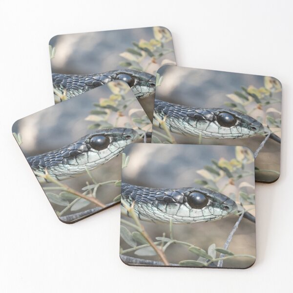Item preview, Boomslang (Dispholidus typus) designed and sold by Pixel Press Prints.