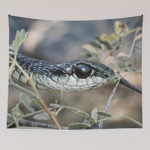 Item preview, Boomslang (Dispholidus typus) designed and sold by Pixel Press Prints.
