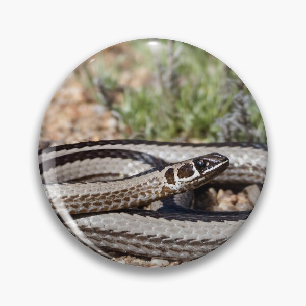 Item preview, Cross-Marked Sand Snake (Psammophis crucifer) designed and sold by Pixel Press Prints.