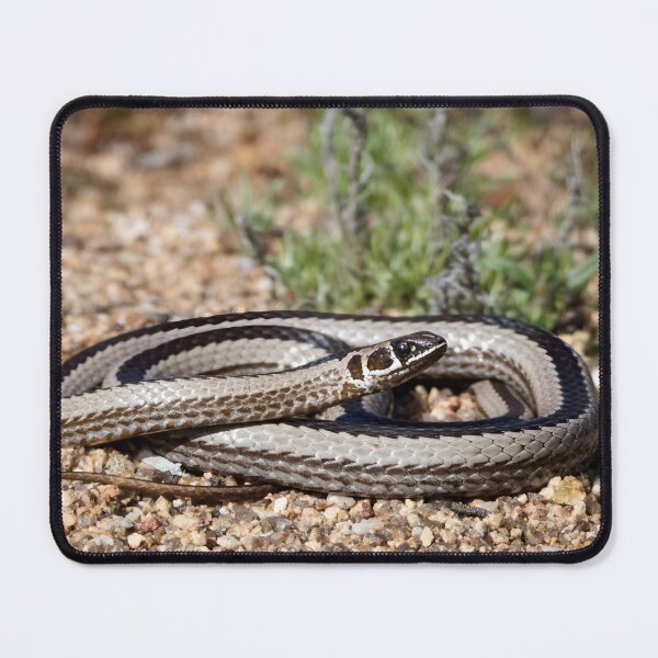 Item preview, Cross-Marked Sand Snake (Psammophis crucifer) designed and sold by Pixel Press Prints.