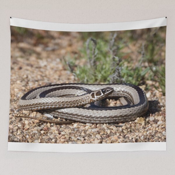 Item preview, Cross-Marked Sand Snake (Psammophis crucifer) designed and sold by Pixel Press Prints.