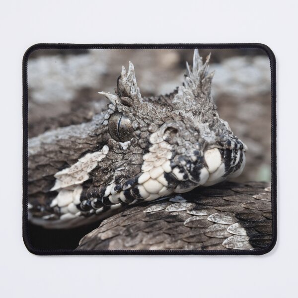 Item preview, Many-Horned Adder (Bitis cornuta) designed and sold by Pixel Press Prints.