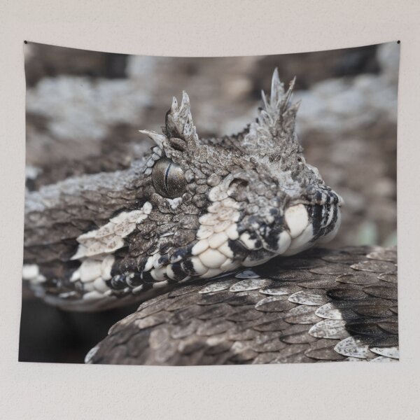Item preview, Many-Horned Adder (Bitis cornuta) designed and sold by Pixel Press Prints.