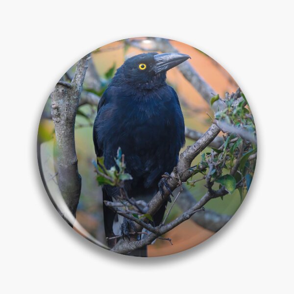 Item preview, Australian Currawong orange designed and sold by Tara Smithson.