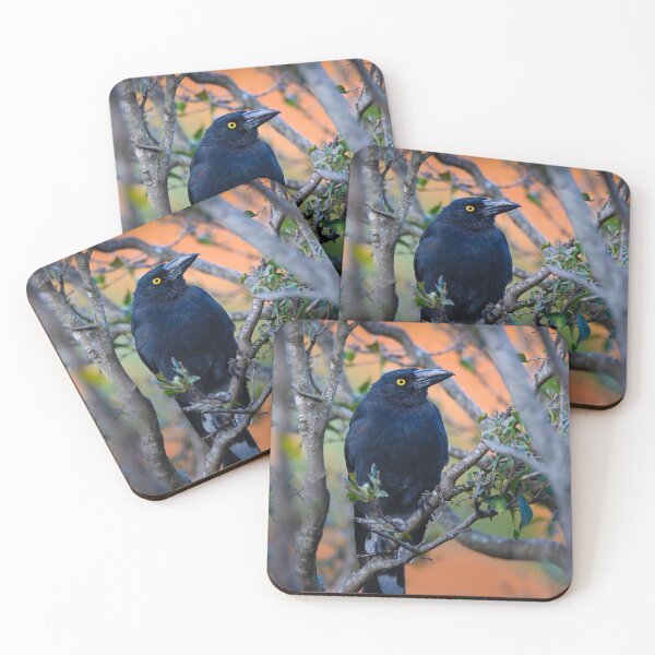 Item preview, Australian Currawong orange designed and sold by Tara Smithson.