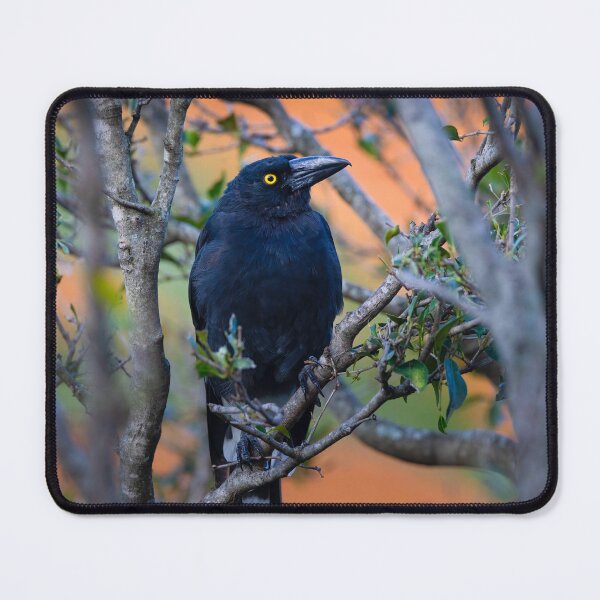 Item preview, Australian Currawong orange designed and sold by Tara Smithson.