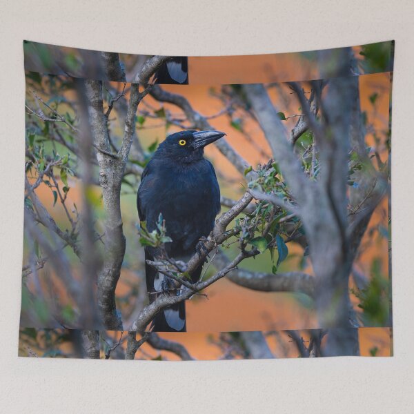 Item preview, Australian Currawong orange designed and sold by Tara Smithson.