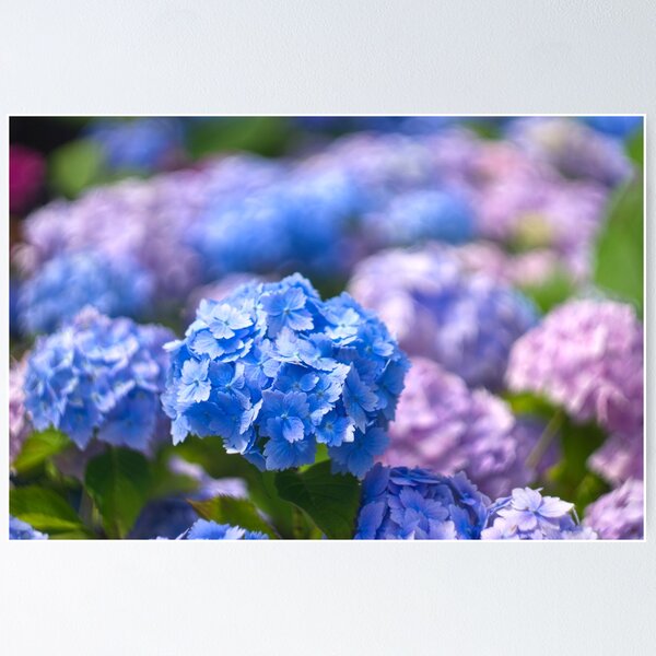 Item preview, Mophead Hydrangeas  designed and sold by Alisonchambers2.