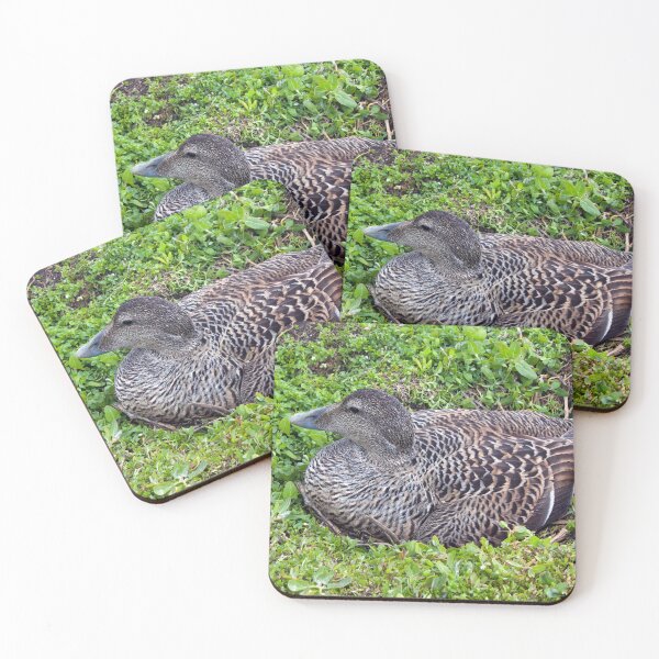 Item preview, Serene Eider Duck Resting in The Grass designed and sold by David Patterson.