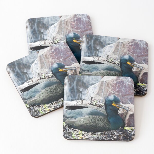 Item preview, Shag Bird Nesting on Rocky Shore at the Farne isles designed and sold by David Patterson.