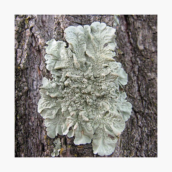 Item preview, Tree Lichen designed and sold by DPalmer.