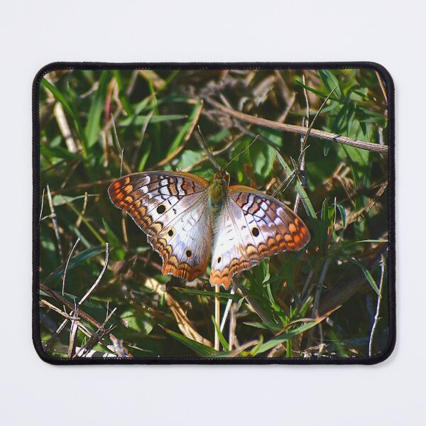 Item preview, Apopka Wildlife Drive White Peacock Butterfly designed and sold by MercerImages.
