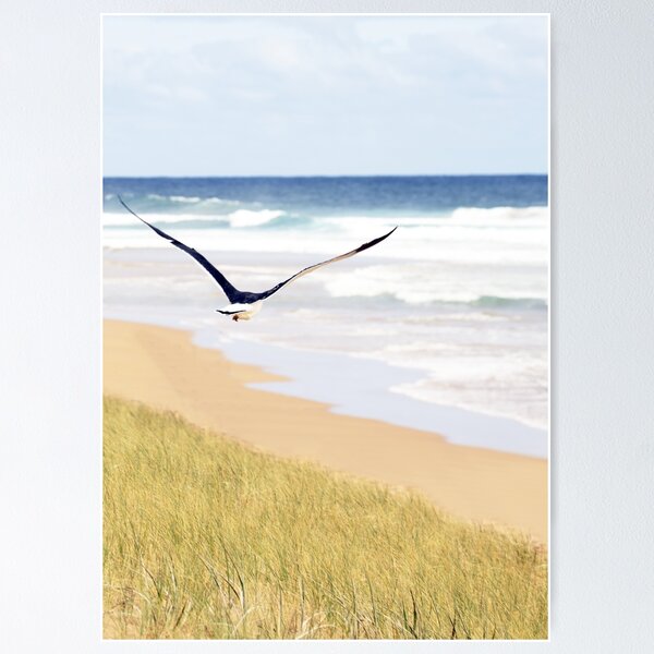 Item preview, Seagull in Flight - Waitpinga Beach designed and sold by imaginethis.