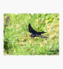 One Swallow Does Not a Summer Make Photographic Print