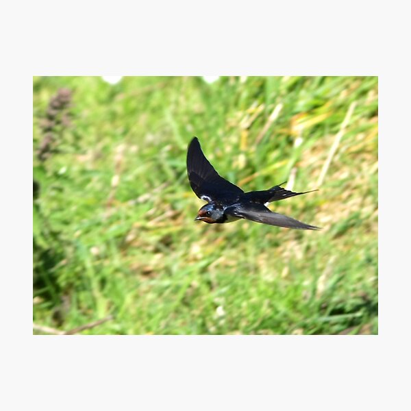 Item preview, One Swallow Does Not a Summer Make designed and sold by dsargent.