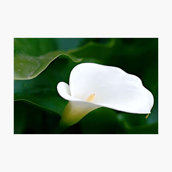 Lily Photographic Print