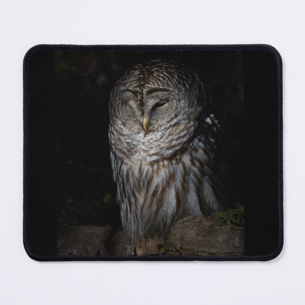 Artikelvorschau, Barred Owl entworfen und verkauft von James Cumming.