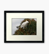 Sulphur Crested Cockatoo Framed Print