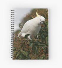 Sulphur Crested Cockatoo Spiral Notebook
