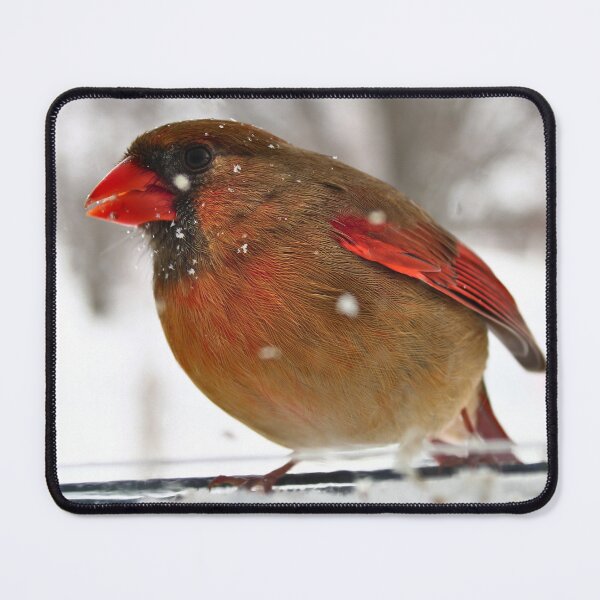 Item preview, Female Cardinal in the snow  designed and sold by McFleur's Lens.