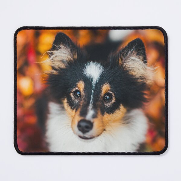 Item preview, Tricolor Sheltie puppy Winnie designed and sold by WeightPulling.