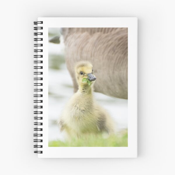 Item preview, gosling with clover designed and sold by sarelitay.