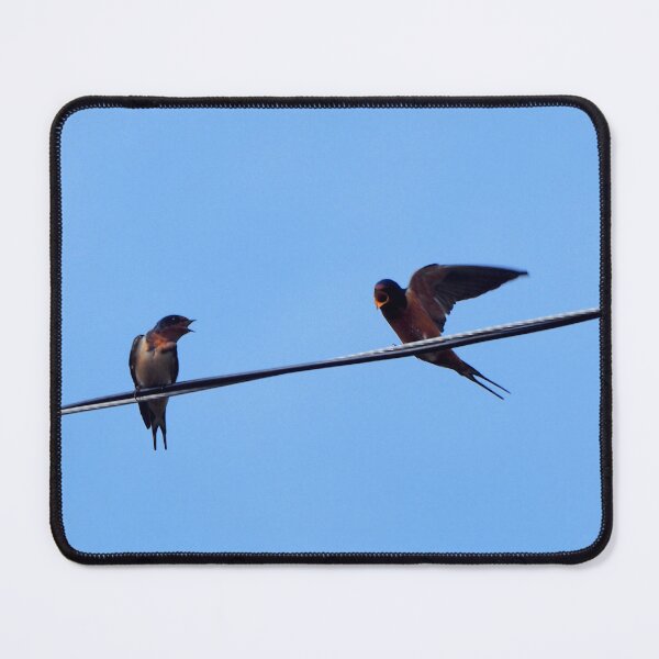 Item preview, Angry Barn Swallows Perched On a Wire designed and sold by BackyardBirder.