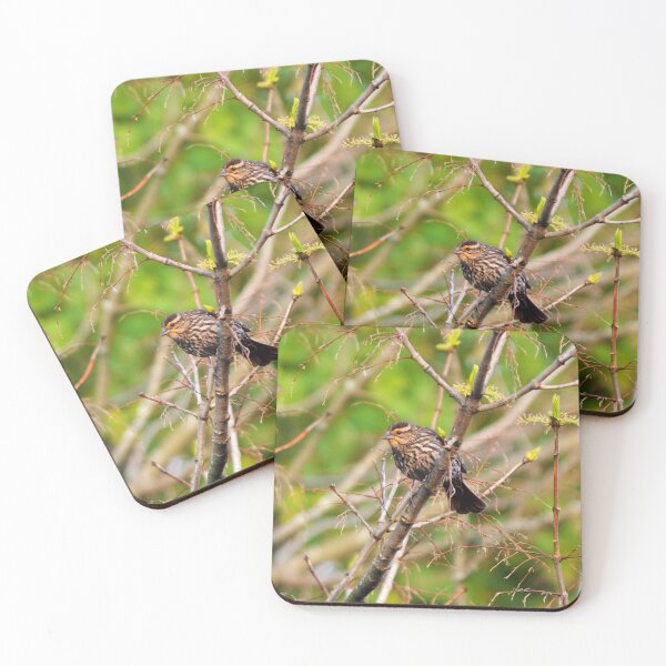 Item preview, Female Red-winged Blackbird Perched On a Tree Branch designed and sold by BackyardBirder.