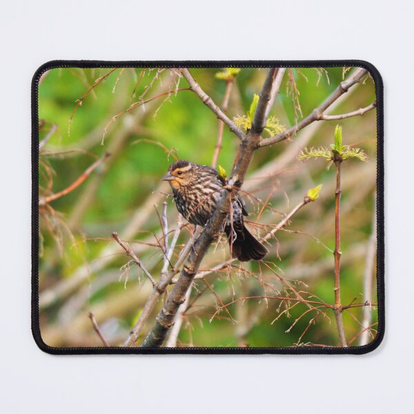Item preview, Female Red-winged Blackbird Perched On a Tree Branch designed and sold by BackyardBirder.