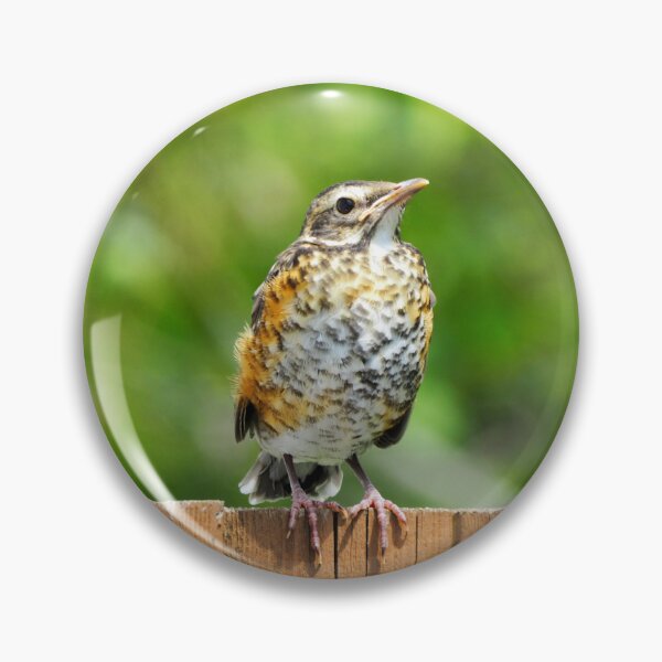 Item preview, Juvenile Robin Sitting On My Fence designed and sold by BackyardBirder.