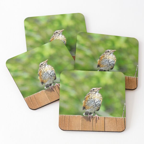Item preview, Juvenile Robin Sitting On My Fence designed and sold by BackyardBirder.