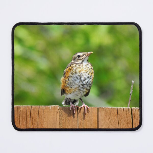 Item preview, Juvenile Robin Sitting On My Fence designed and sold by BackyardBirder.