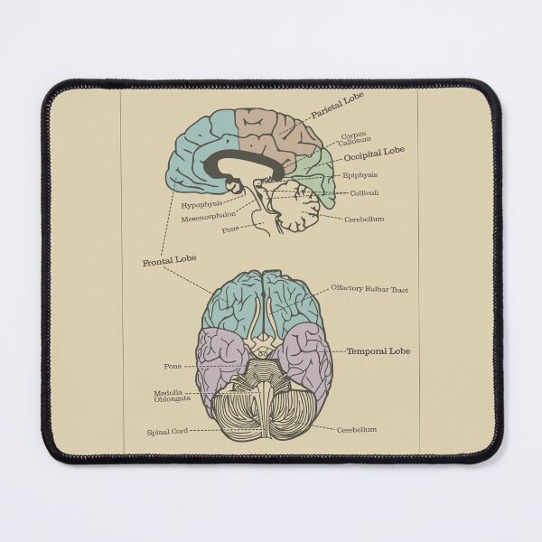 Item preview, Anatomy of the Human Brain (Color) - Vintage Textbook Figure designed and sold by MicroMarket.