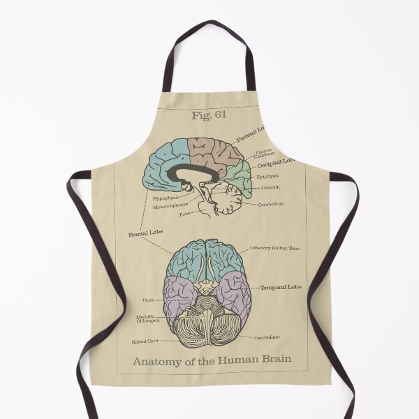 Item preview, Anatomy of the Human Brain (Color) - Vintage Textbook Figure designed and sold by MicroMarket.