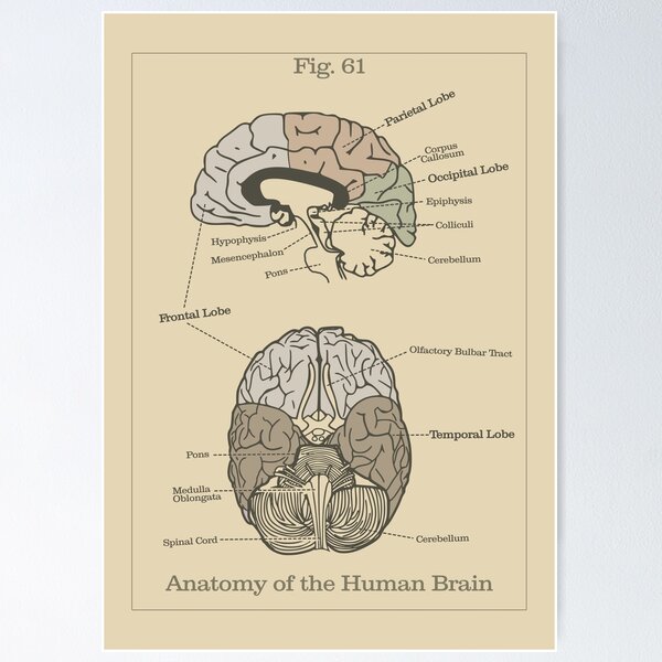 Item preview, Anatomy of the Human Brain (Earth Tones) - Vintage Textbook Figure designed and sold by MicroMarket.