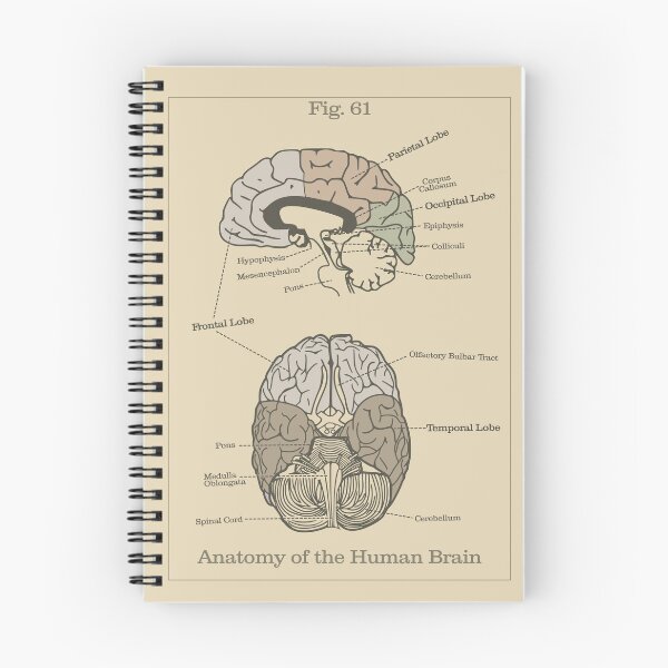 Item preview, Anatomy of the Human Brain (Earth Tones) - Vintage Textbook Figure designed and sold by MicroMarket.