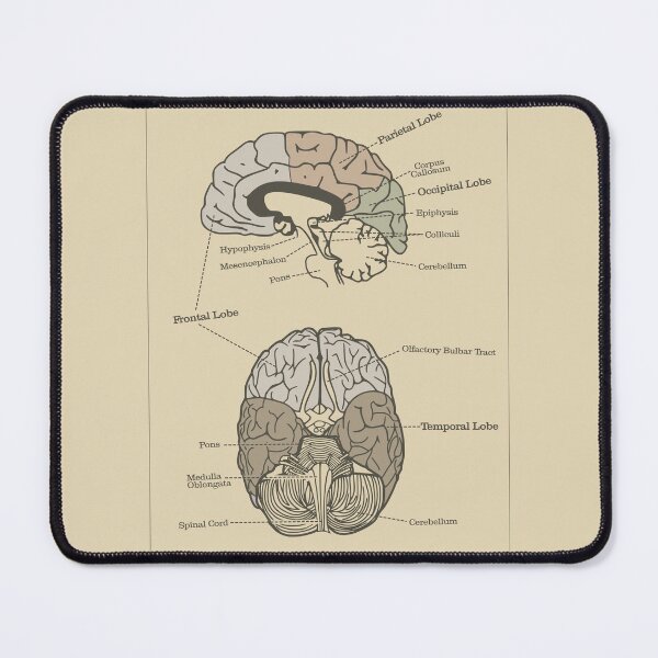 Item preview, Anatomy of the Human Brain (Earth Tones) - Vintage Textbook Figure designed and sold by MicroMarket.