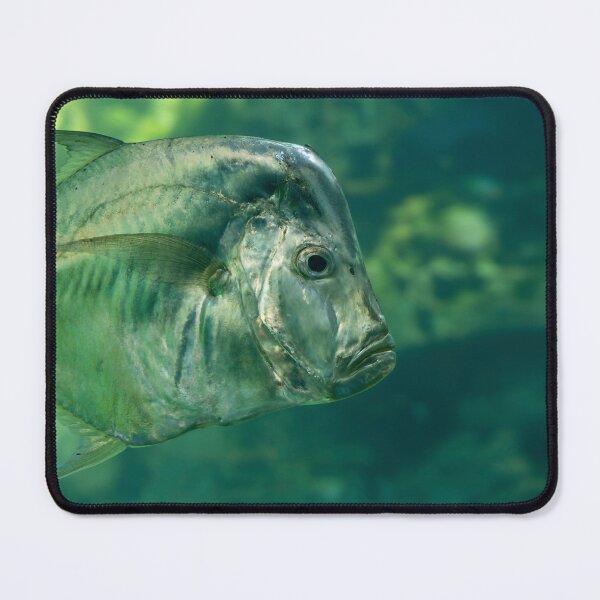 Item preview, Underwater View of an Atlantic Moonfish designed and sold by jrtwynam.
