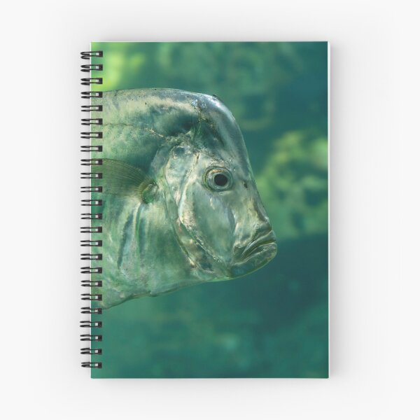 Item preview, Underwater View of an Atlantic Moonfish designed and sold by jrtwynam.