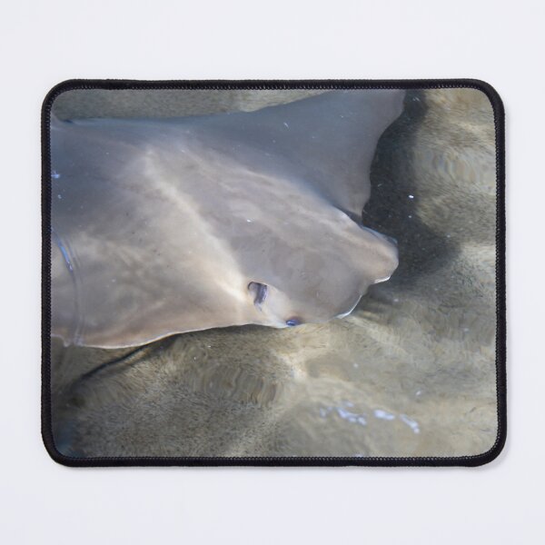 Item preview, Stingray Swimming in Clear Water designed and sold by jrtwynam.