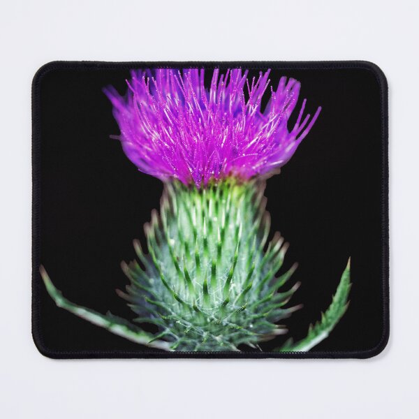 Item preview, Scottish Thistle Macro designed and sold by Tom McPherson Photography.