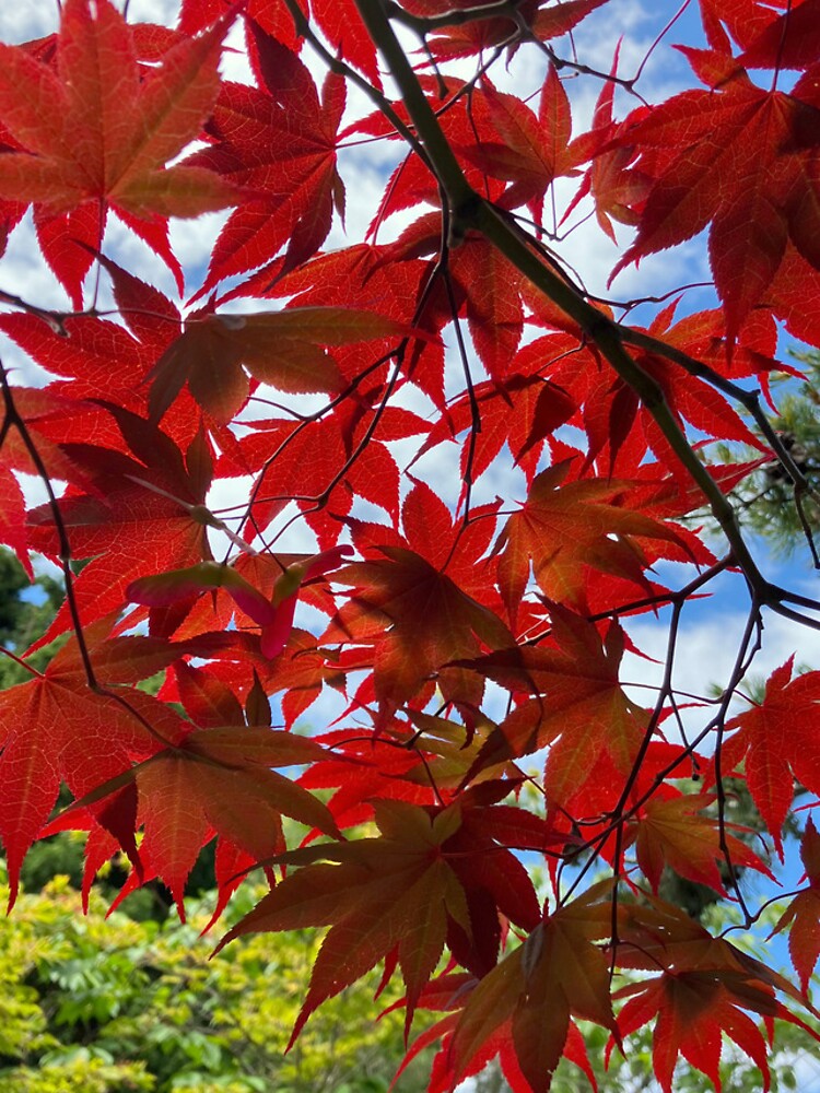 Thumbnail 5 of 5, iPhone Case, Japanese maple designed and sold by GreenNote.