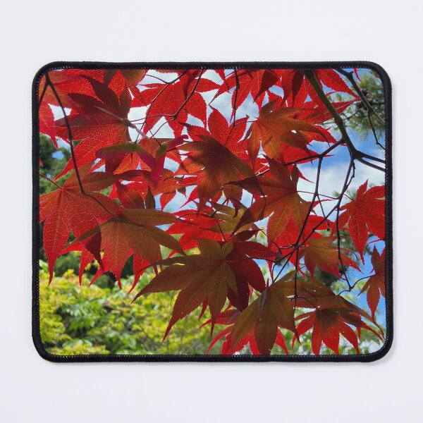 Item preview, Japanese maple designed and sold by GreenNote.