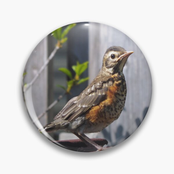 Item preview, Juvenile Robin Standing On a Pipe designed and sold by BackyardBirder.