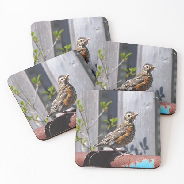 Item preview, Juvenile Robin Standing On a Pipe designed and sold by BackyardBirder.