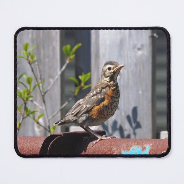 Item preview, Juvenile Robin Standing On a Pipe designed and sold by BackyardBirder.