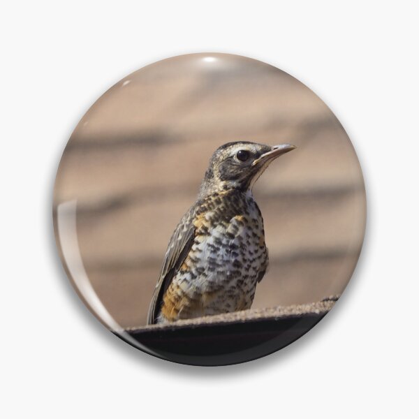 Item preview, Juvenile American Robin On a Roof designed and sold by BackyardBirder.