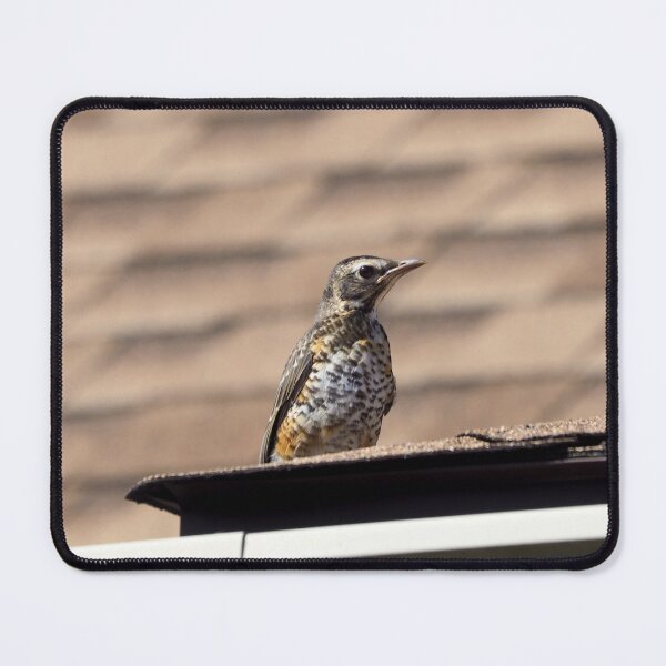 Item preview, Juvenile American Robin On a Roof designed and sold by BackyardBirder.