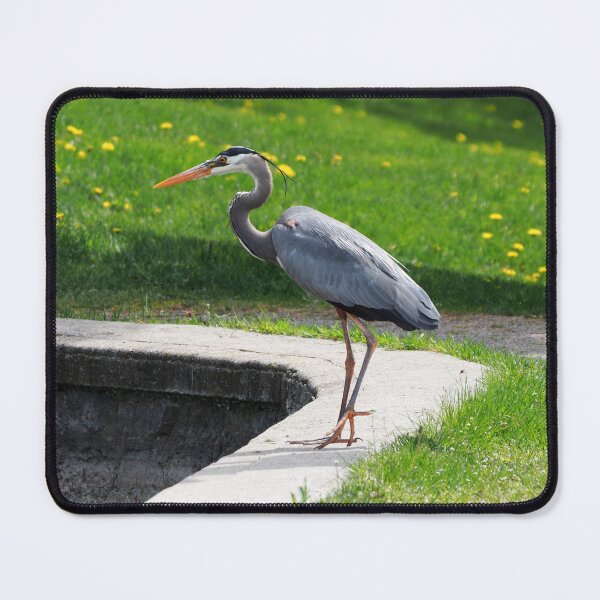 Item preview, Great Blue Heron Standing Next To a Pond designed and sold by BackyardBirder.
