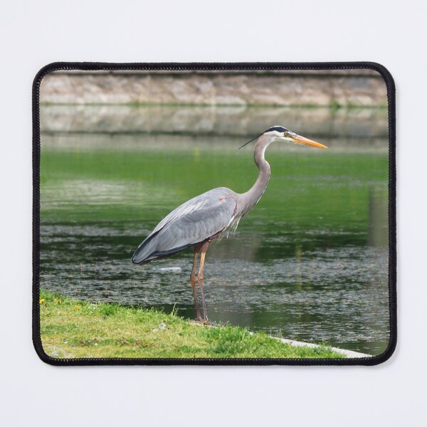 Item preview, Great Blue Heron Staring at a Pond Waiting For a Fish designed and sold by BackyardBirder.